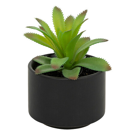atmosphera cveće u saksiji, 13,5cm