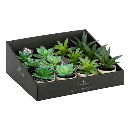 atmosphera cveće u saksiji, 13,5cm