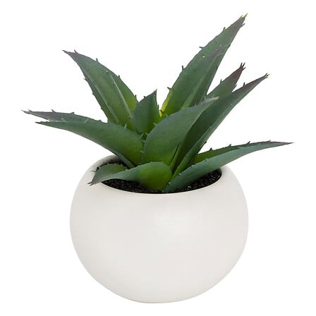 atmosphera cveće u saksiji, 13,5cm